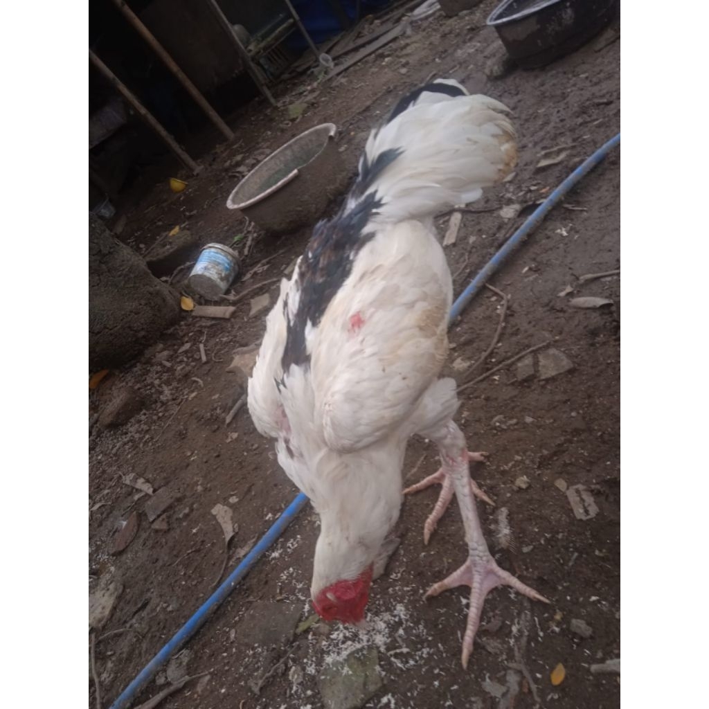 Ayam Tulak putih tengah Hitam
