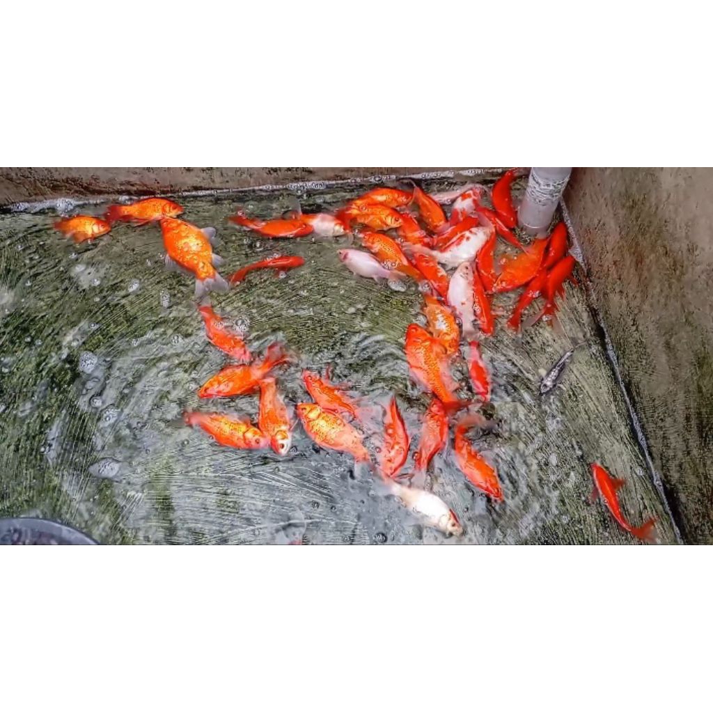 IKAN KOMET JUMBO EKOR SLAYER NON SLAYER