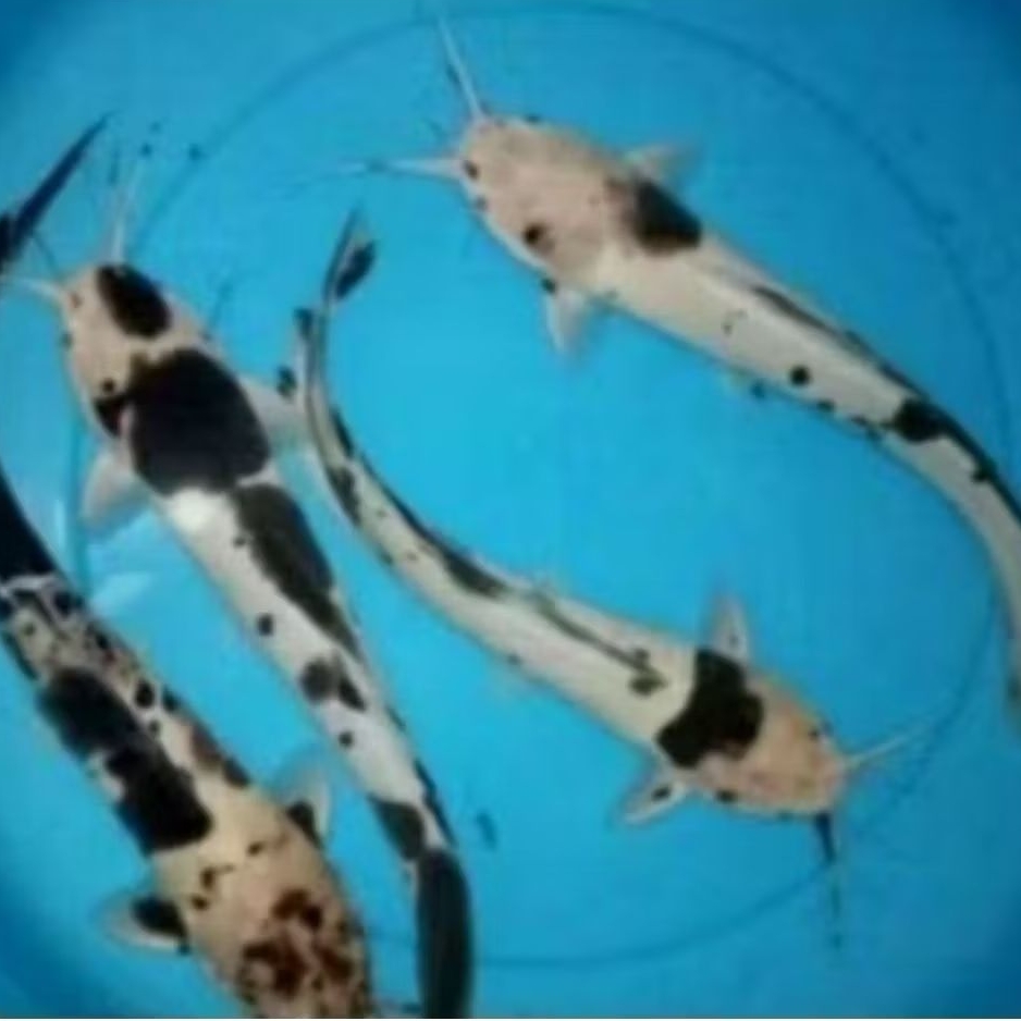 Hiasan aquarium lele albino polkadot 4 ekor