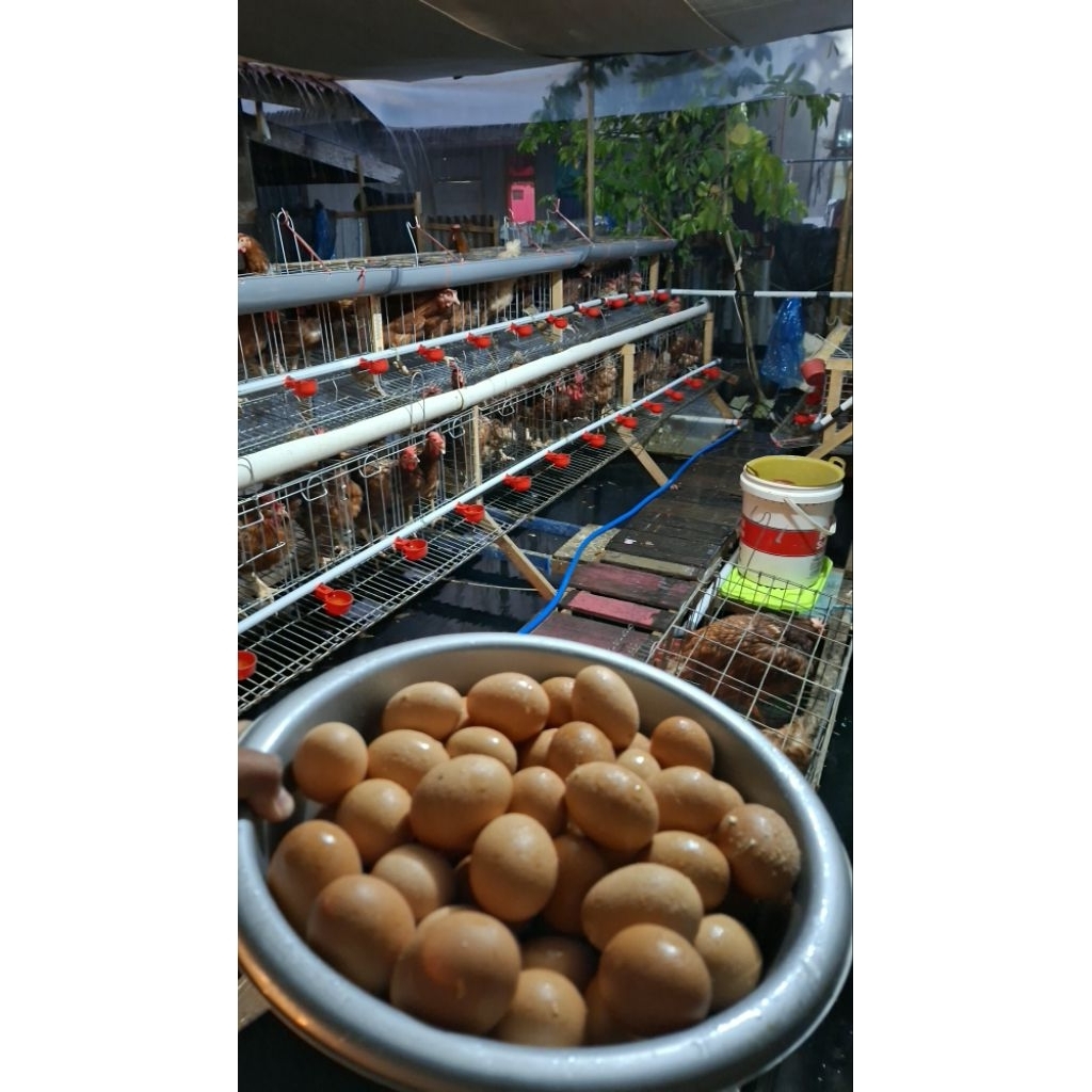 ayam petelur sudah bertelur wilayah banjarmasin PER-EKOR