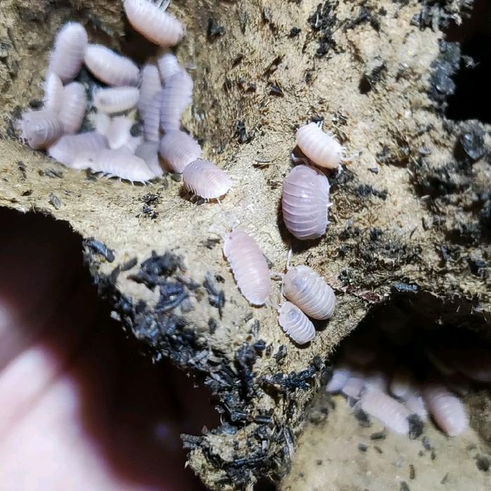 isopoda cubaris murina papaya isopod cubaris papaya coloni 10 ekor
