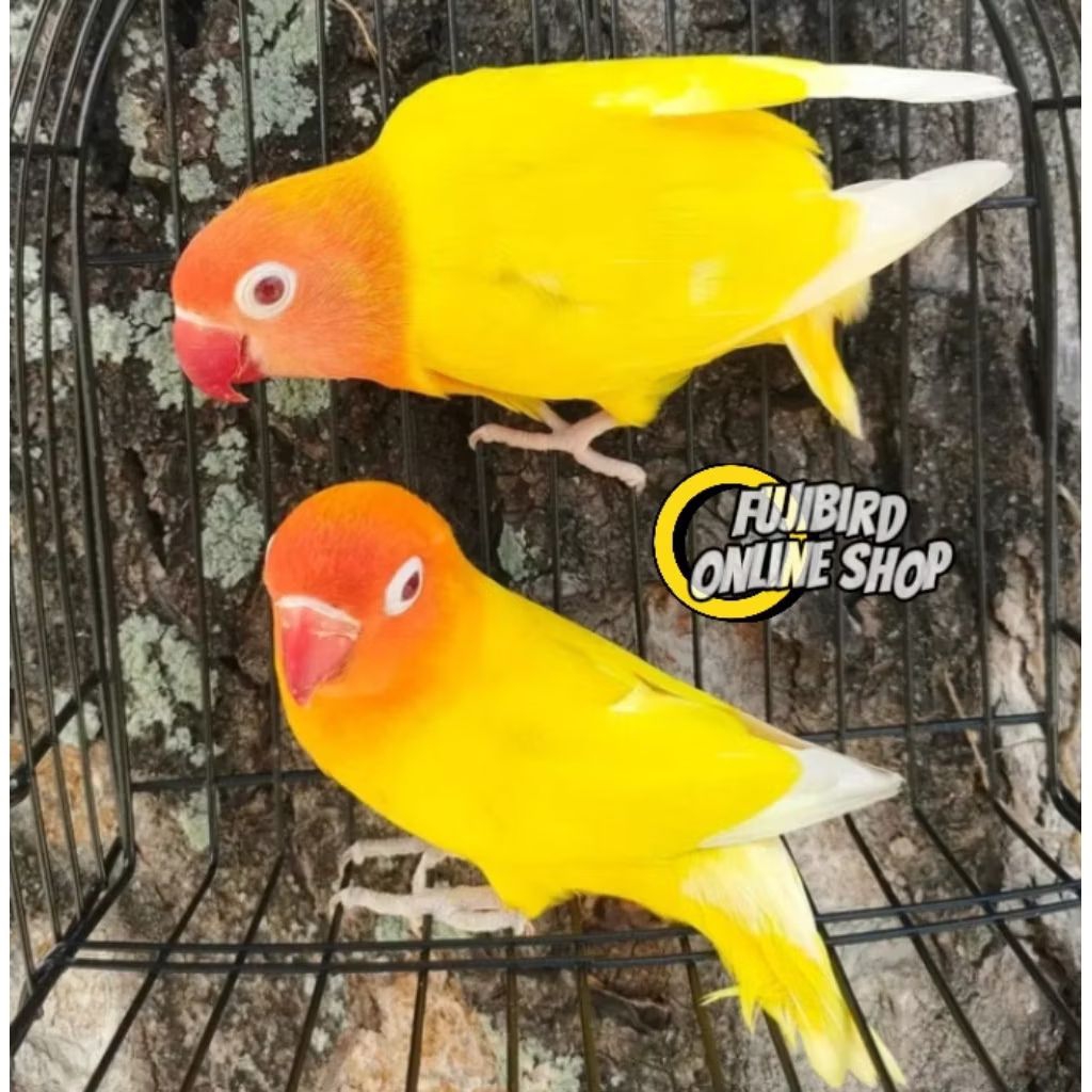 LOVBIRD LUTINO MATA MERAH SEPASANG