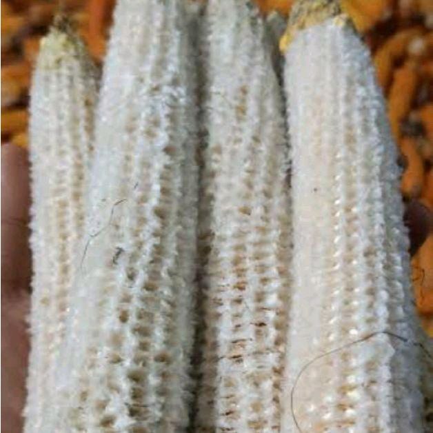 Bonggol Janggel Jagung Utuh Kering Sekilo Eceran