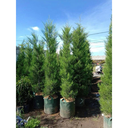 Cemara Rentes 1,5 Meter - Cemara Wangi - Tinggi - Taman