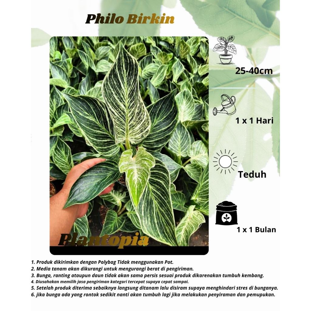 Philodendron Birkin (Tanaman Hias Philo Birkin) - Tanaman hias Philo