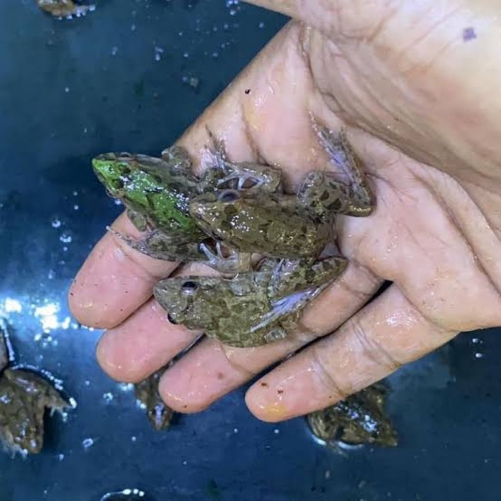 katak sawah umpan mancing ikan gabus per 15 ekor
