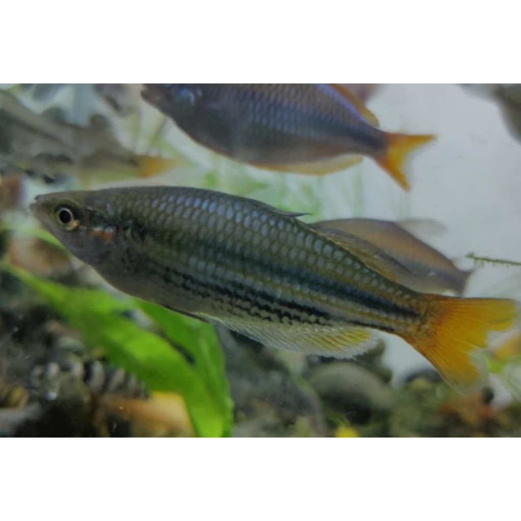 Hiasan Aquarium Ikan Rainbow Makaloci