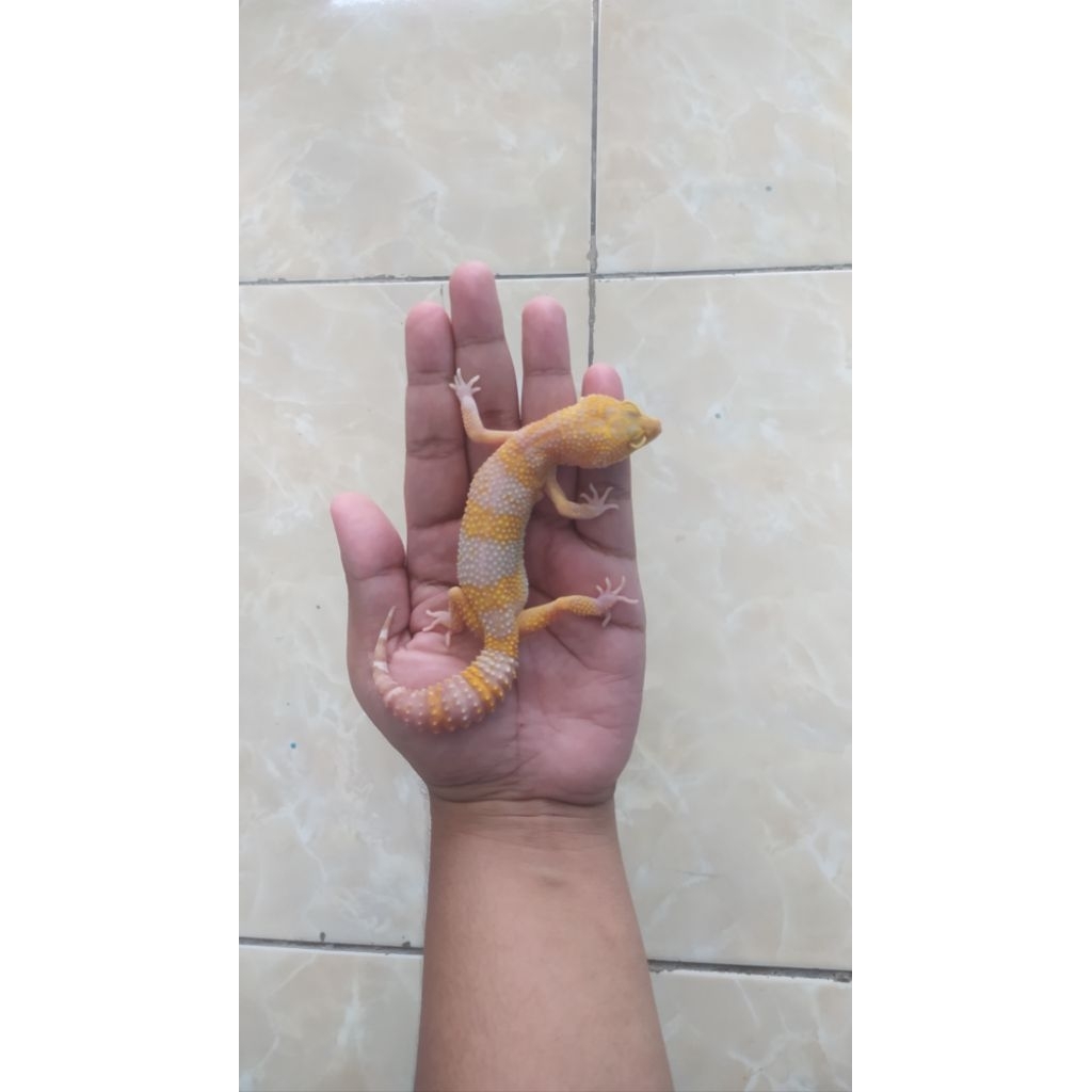 Mainan leopard gecko/Lavender tremper/ hobbies
