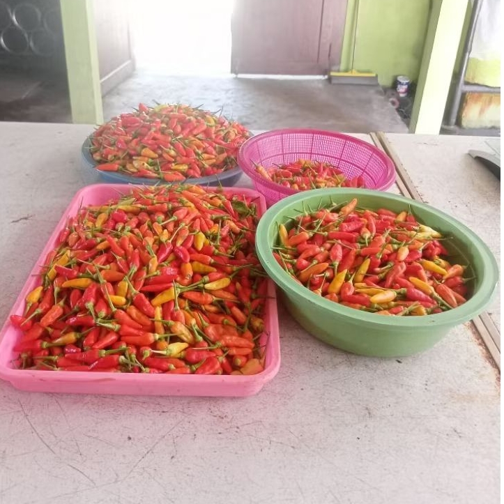 lombok ori organik 1kg sekilo cabe cabai rawit 1000gr petani langsung