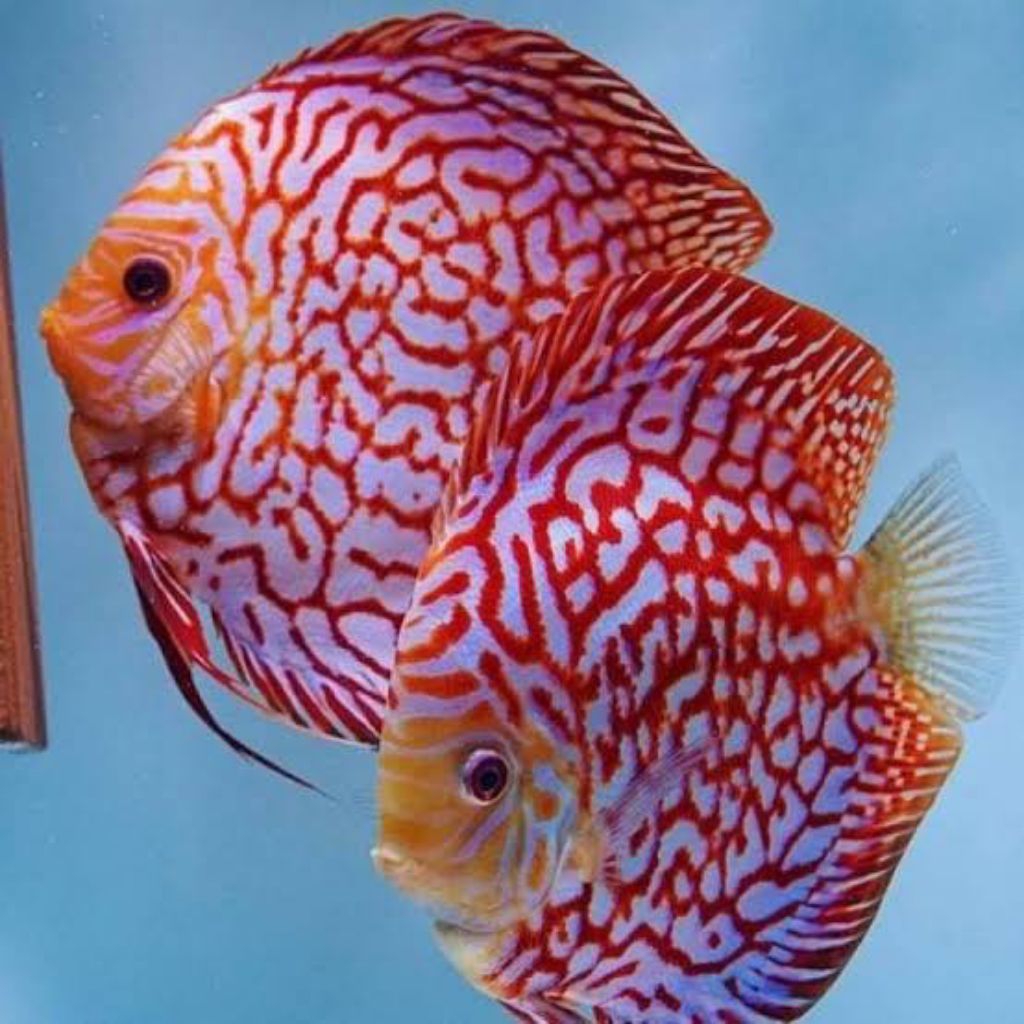 pigeon checkerboard hiasan aquarium discus