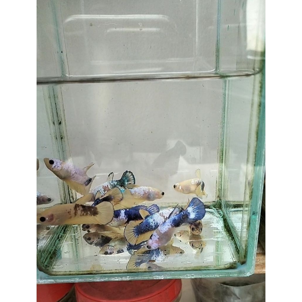 11 ekor betina female yellow fancy sesuai foto vidio real pict 100%