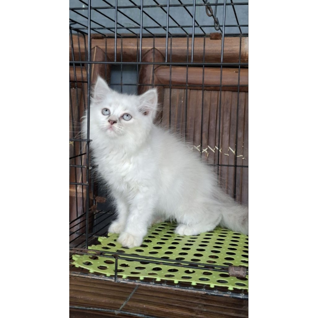 Anak kucing anghora/kitten persia betina/kucing himalaya betina/kucing ragdol/kucing ragdol betina