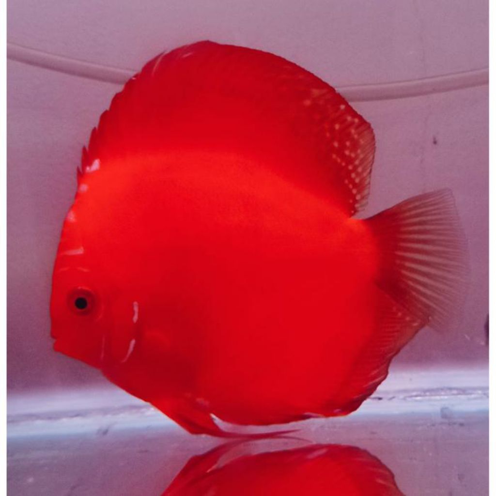 full red raflesia hiasan aquarium discus