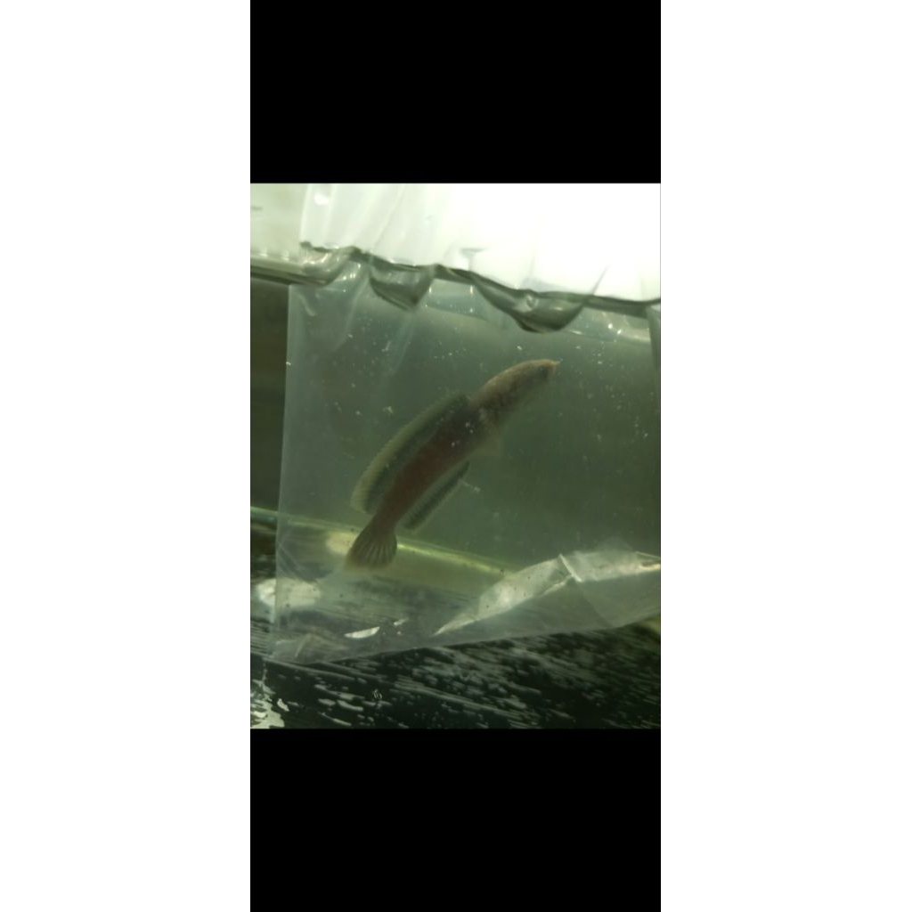 Stiker Limbata rim tebal