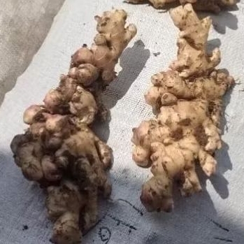 JAHE GAJAH PREMIUM SUPER REMPANG 1000 GRAM