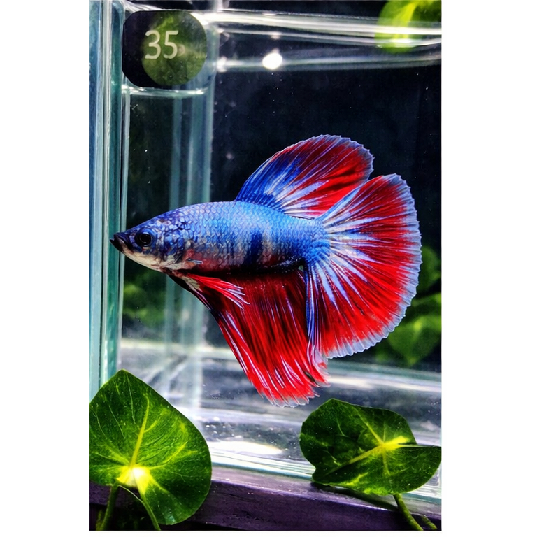 FANCY COOPER HALFMOON PREMIUM