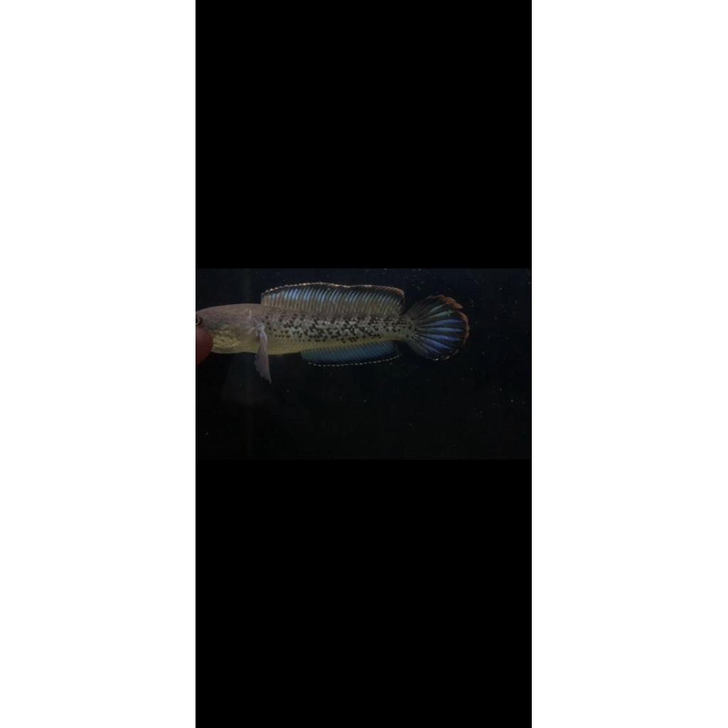 stewarti 7-10 cm
