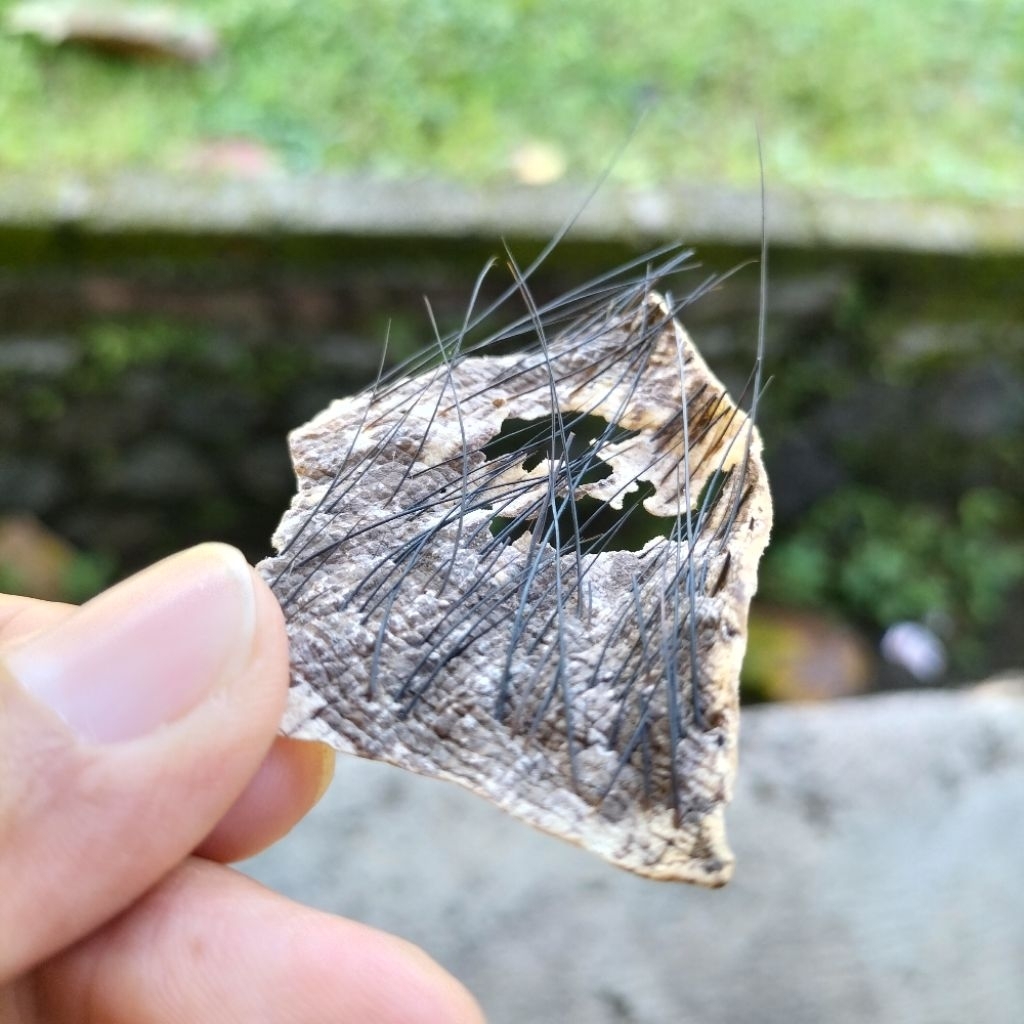 kulit kebo landoh wulung