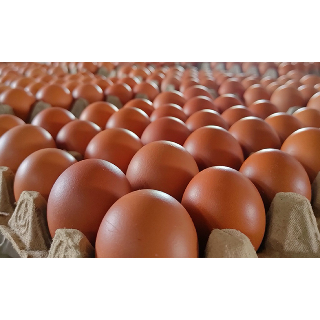 TELUR AYAM NEGRI 1kg
