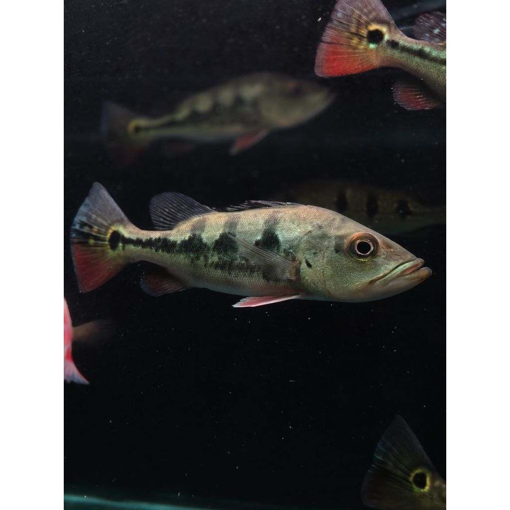 ikan/pibas/mono/nopelet