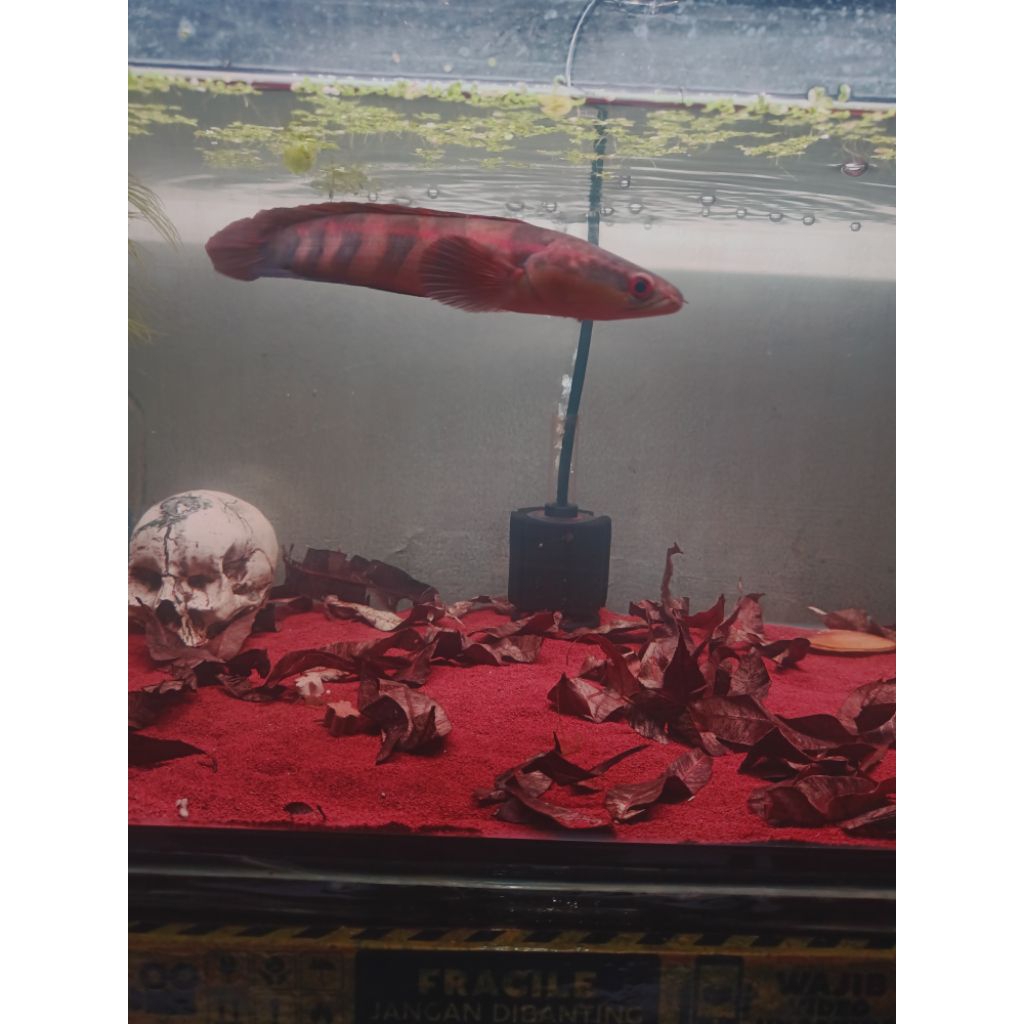 Ikan Labyrinth Maru Red Barito 7-8cm dengan Garansi Kesehatan