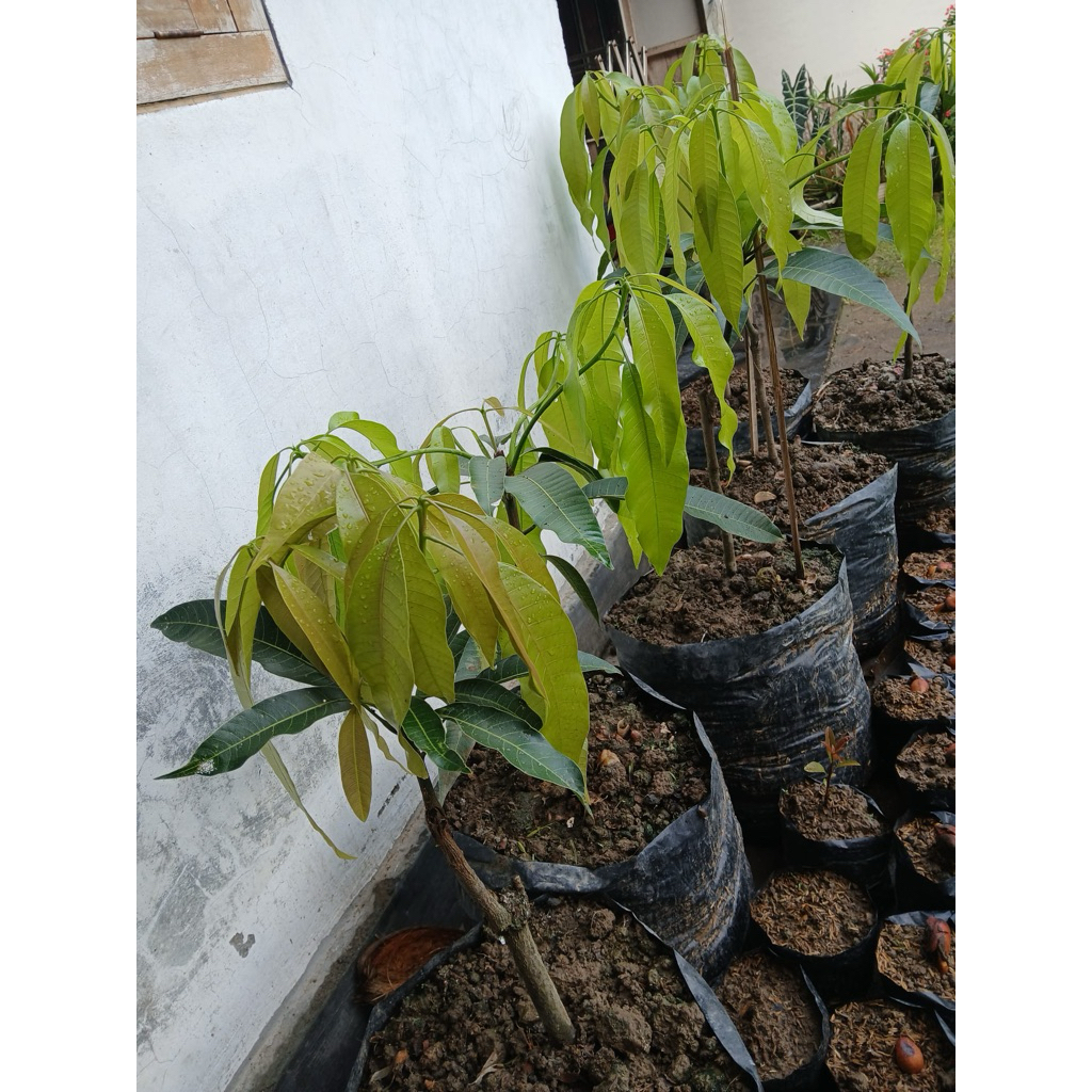 Bibit Buah mangga Irwin Jumbo Bag (Siap Tanam)