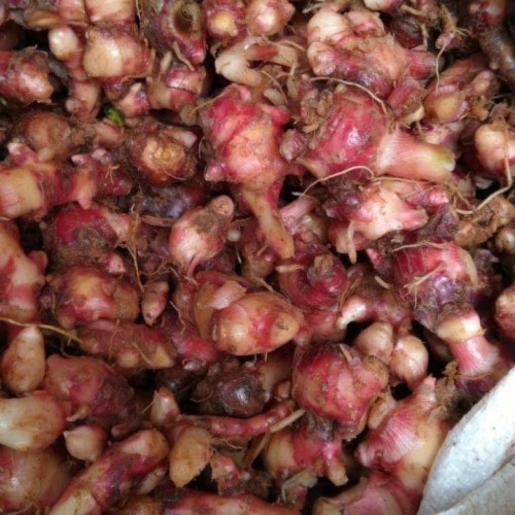 Jahe Merah | 1kg | Kering | Aman Jarak Jauh | Daya Simpan Lama