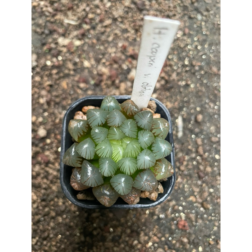 Haworthia Cooperi var Obtusa