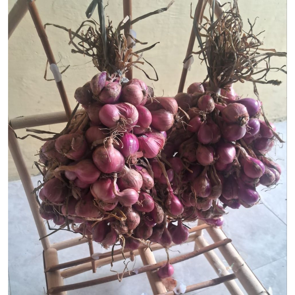 1 KG Bawang merah bima, Bibit bawang merah bima 1kg