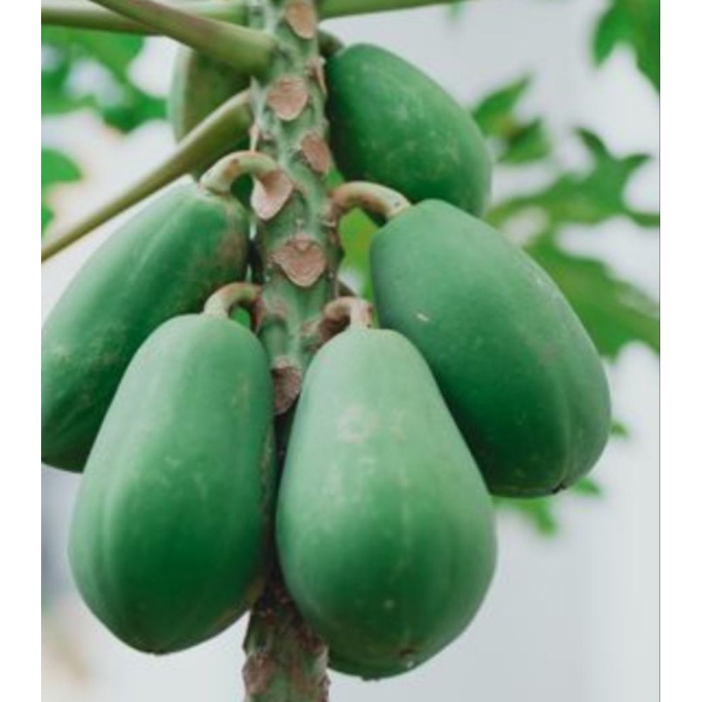 bibit pepaya madu