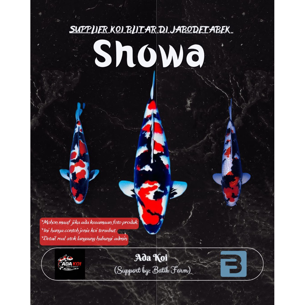 Ikan Koi Showa 21-30 cm - Showa - Koi Blitar - Grade A dan HQ - Ikan Koi