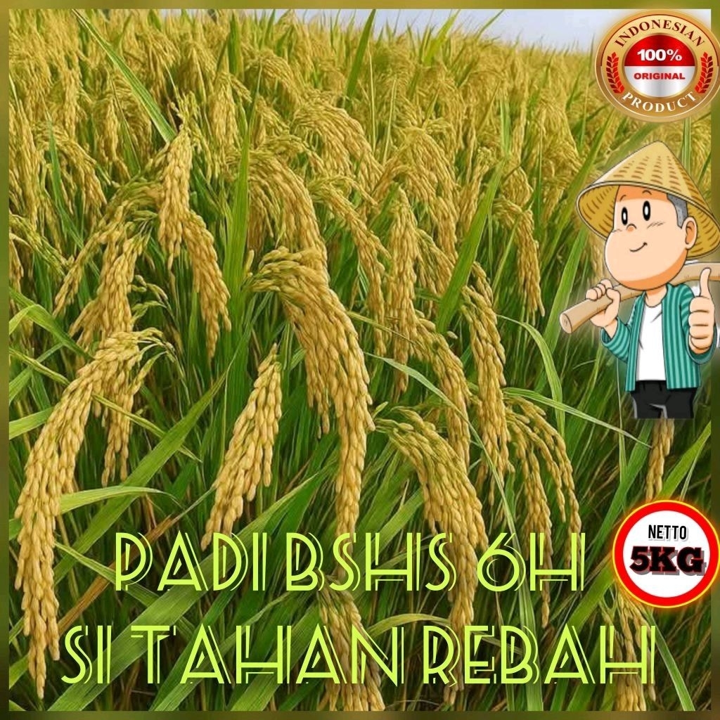 Benih Padi STERLING BSHS 6H Kemasan 5 Kg Kualitas SuperBenih Padi STERLING BSHS 6H Kemasan 5 Kg Kual