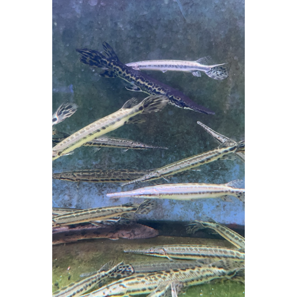 hiasan aquarium alig@tor gar/florida