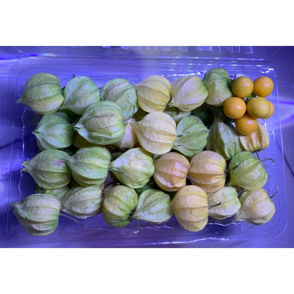 Ciplukan, Golden Berry