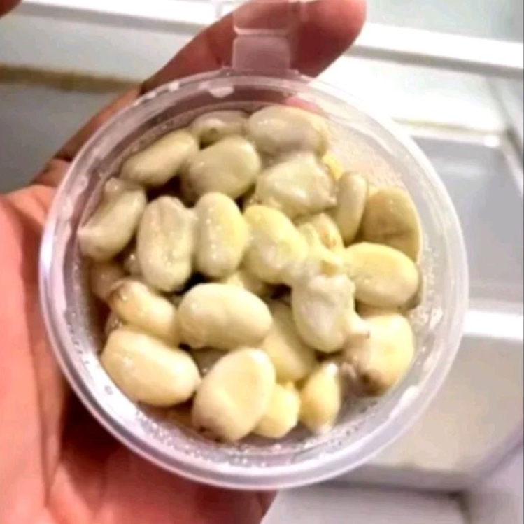 Biji jarak umpan bawal super gacor