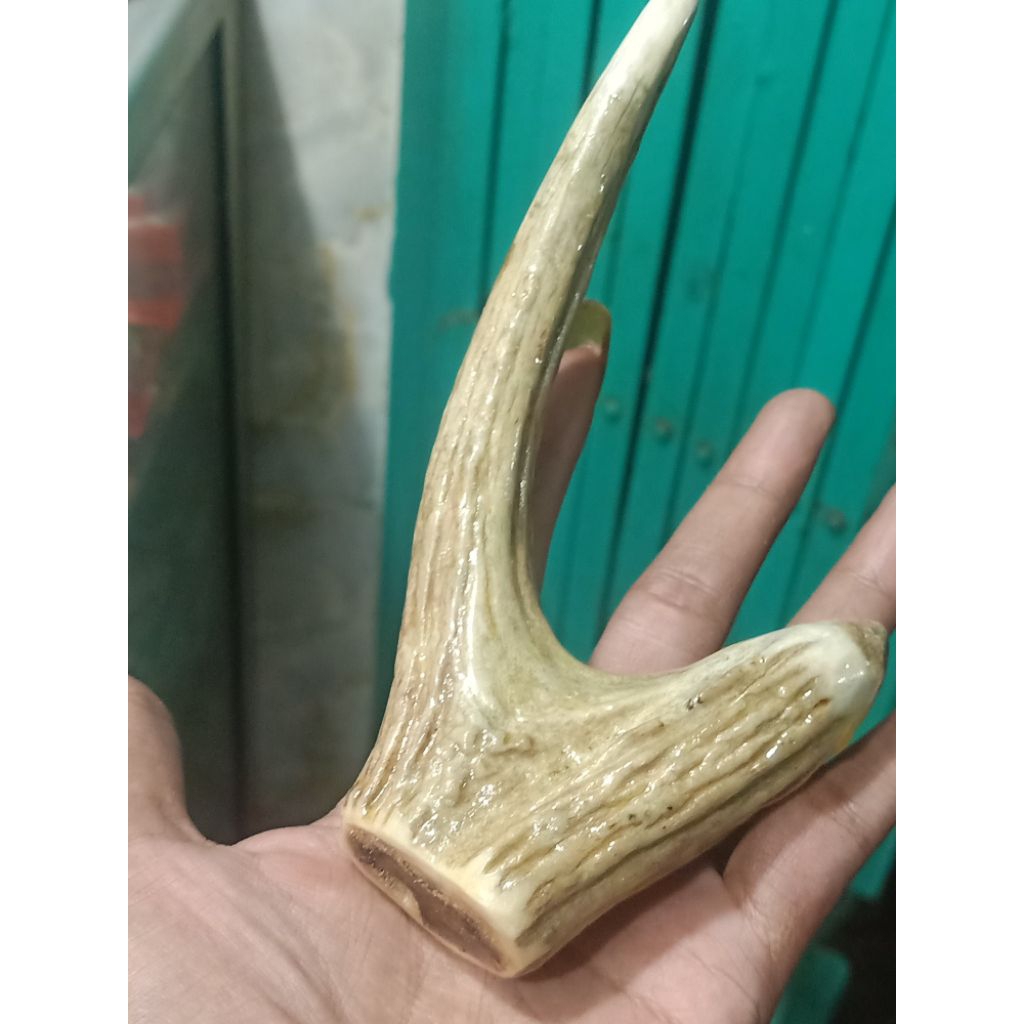 On-C tanduk rusa banyak bercabang