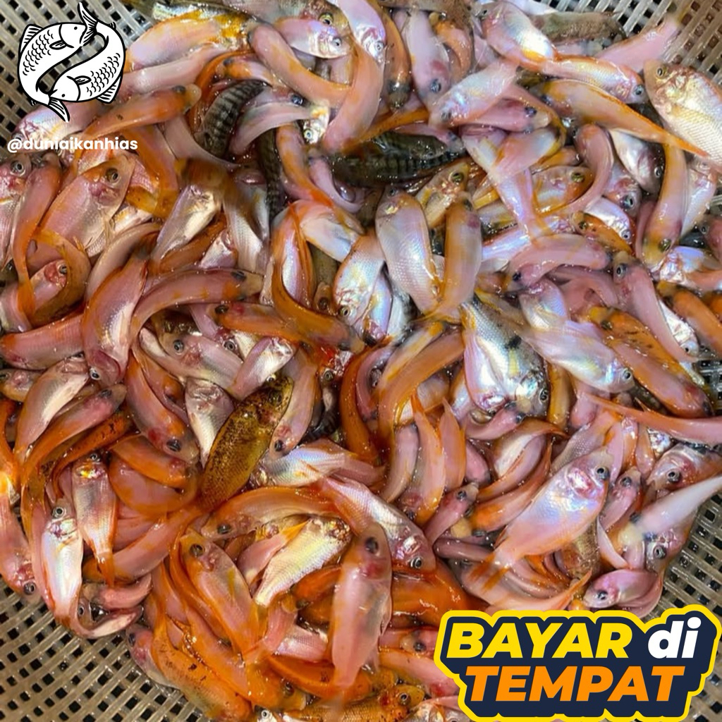 Paket 500 ekor larva nila merah asli bangkok cepat besar