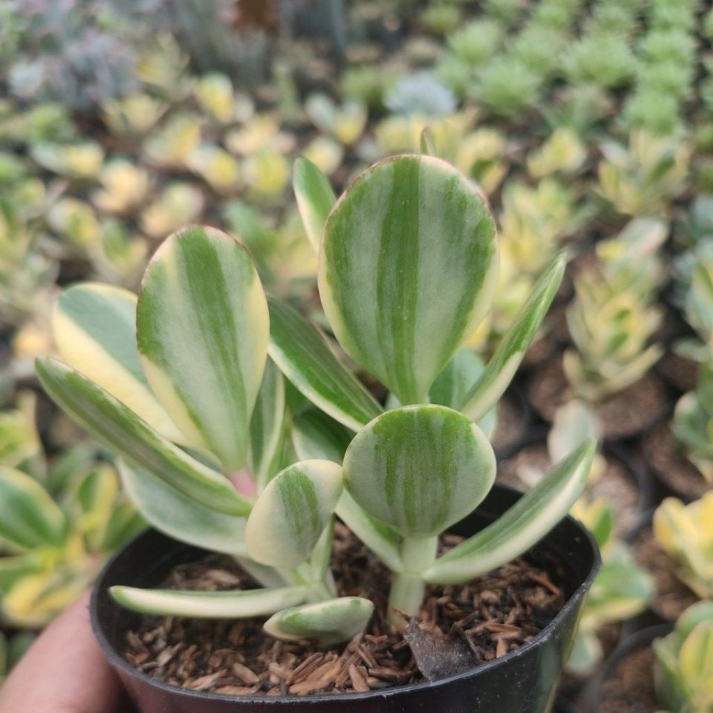 Jade Plant variegata