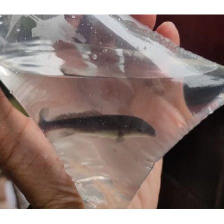 Pilihan- (Bekasi only) Mormyrid | Dolphin | Lumba Air Tawar Ikan Hias