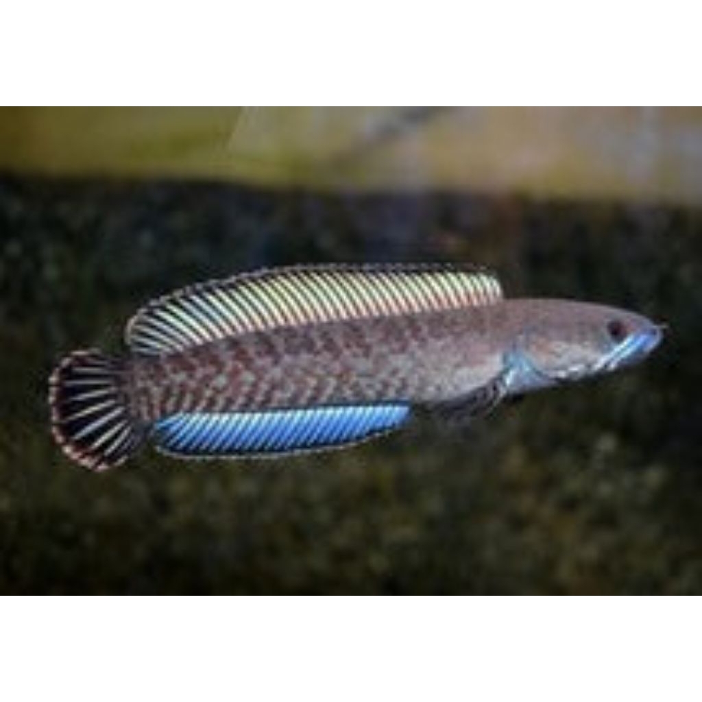 Channa Andrao Baby Size 3-6cm (3 ekor)