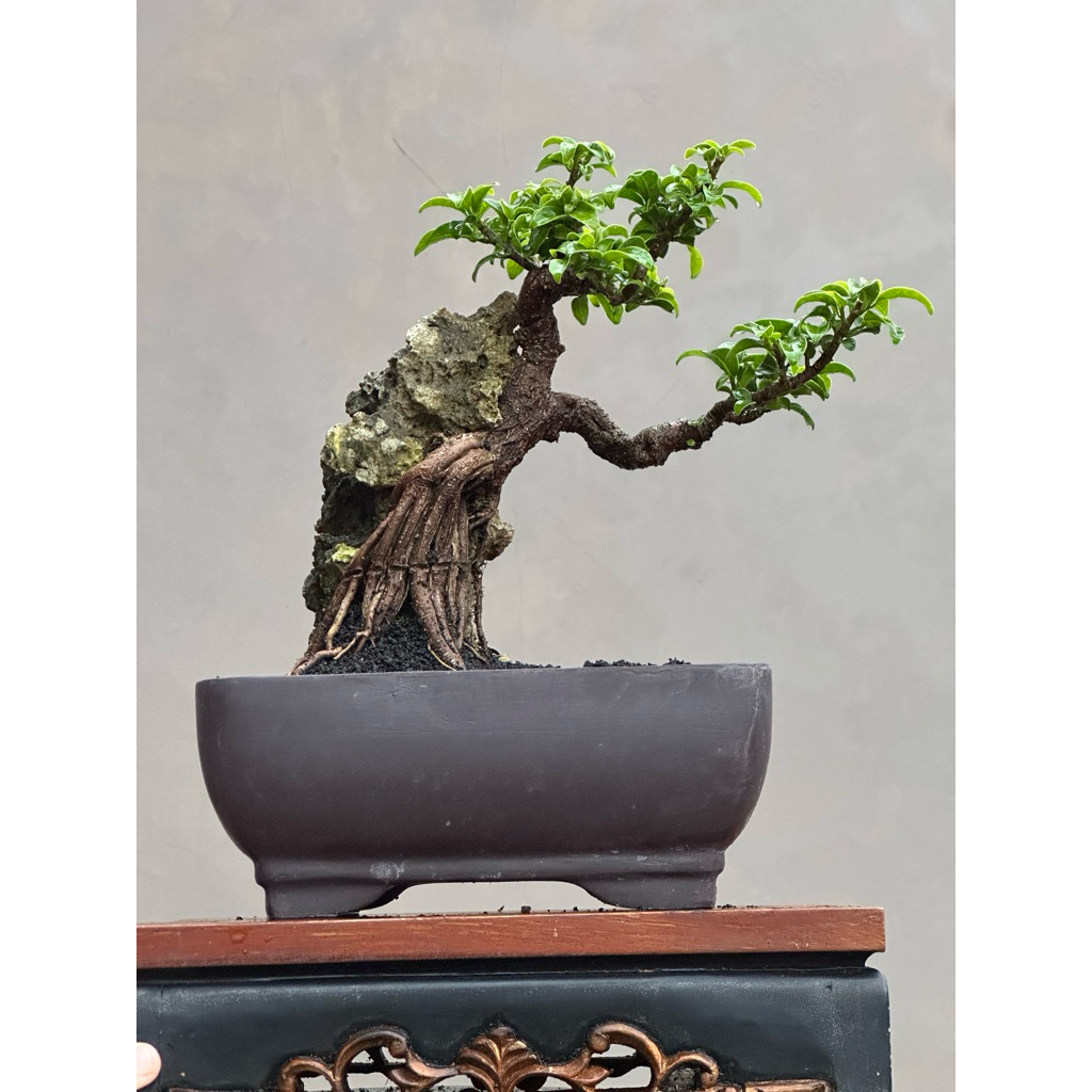 Bonsa ficus elegant on the rock