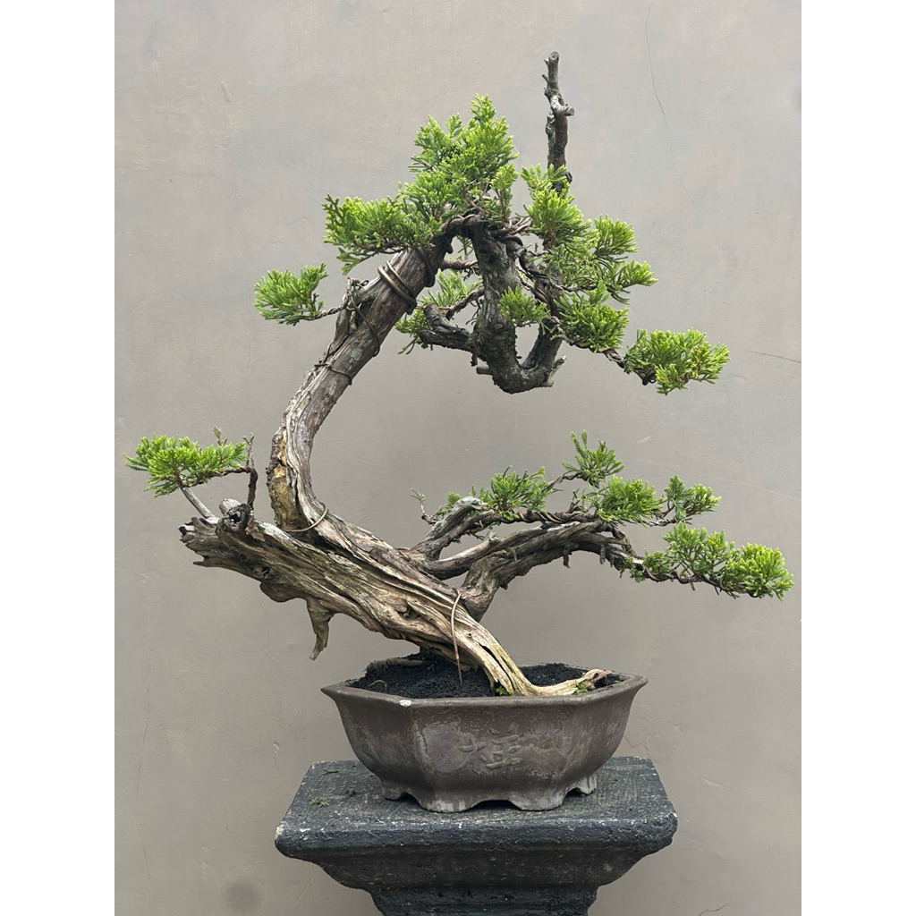 Bonsai cemara chinensis (tanuki) medium