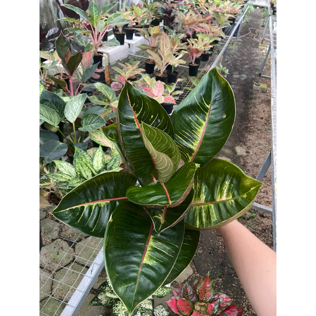 AGLAONEMA BLACK MOONLIGHT GERHANA