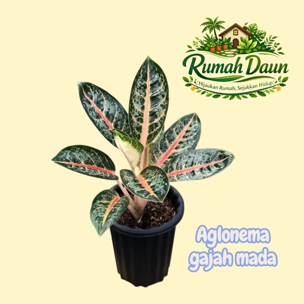 tanaman hias aglonema gajah mada - aglonema gajah mada