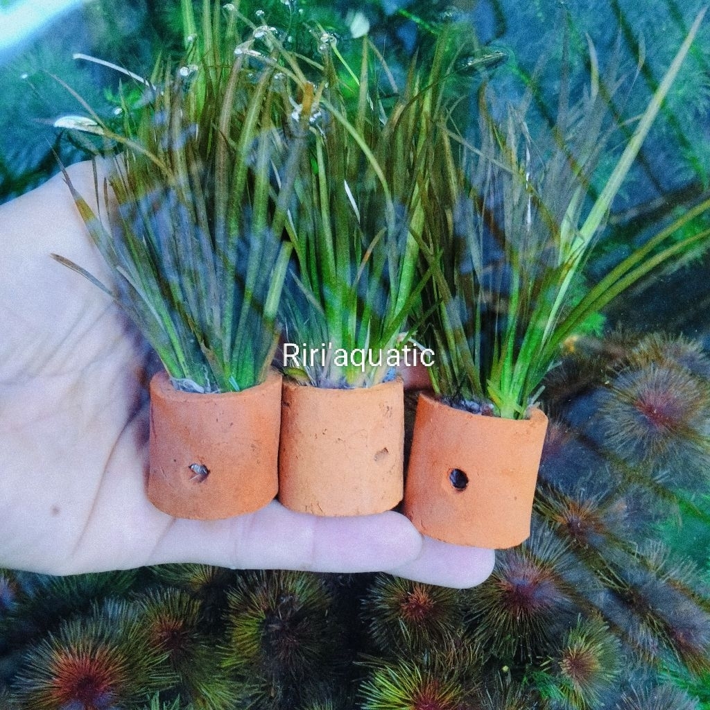 Palesnaria Natan tanaman hias akuascape hiasan akuarium atau paludarium sudah dilengkapi dengan medi