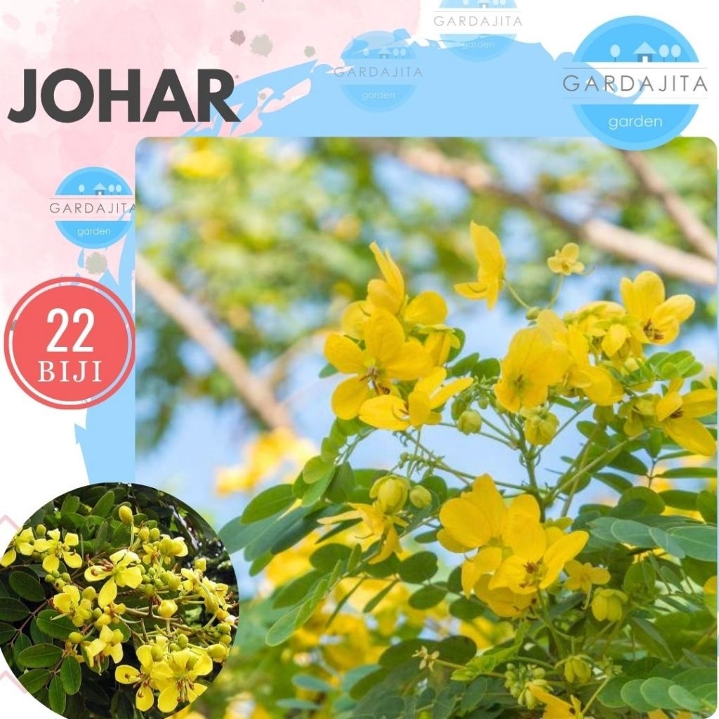 Benih JOHAR [isi-22] - Biji Pohon Juhar