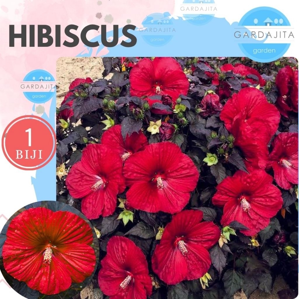 Benih HIBISCUS RED Biji Bunga Kembang Sepatu