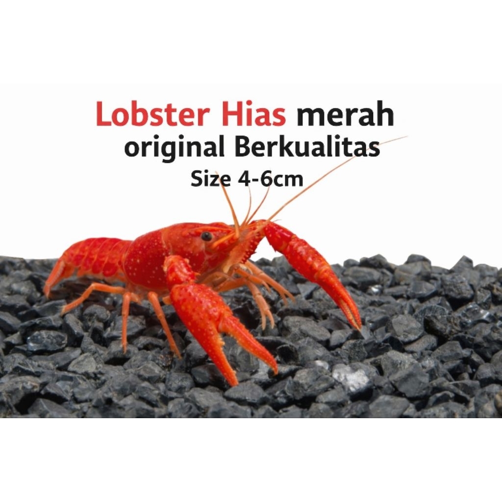 Lobster Hias Merah Jenis kelarki lobster hias aquarium