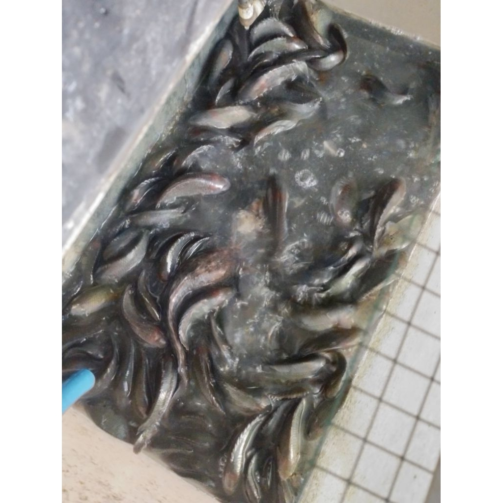 Ikan Betik/Betok uk 2,3,4 jari/ isi 25 ekor