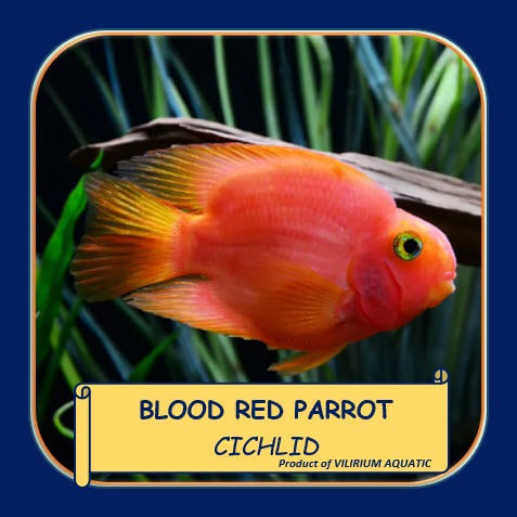 IKAN HIAS AIR TAWAR - RED PARROT CICHLID / BLOOD RED PARROT CICHLID (IKAN TANKMATE PREDATOR) SIZE 10